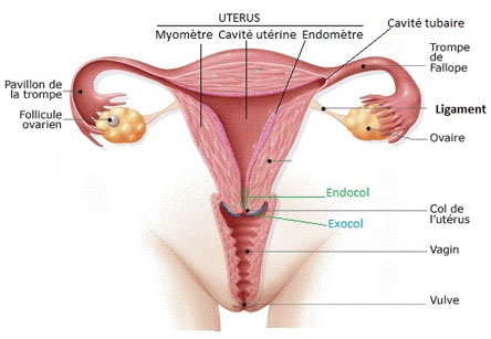 Removal of the uterus (hysterectomy) | Dr Velemir, chirurgien gynécologue obstétricien à Nice